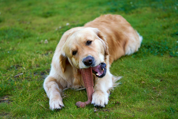 Juguetes resistentes para perros que muerden fuerte