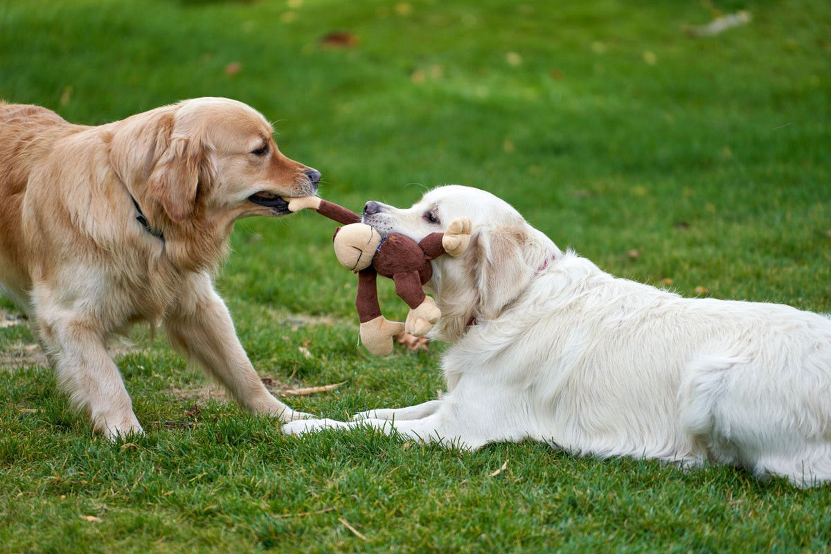 Juguetes interactivos para perros: cómo evitar el aburrimiento en casa