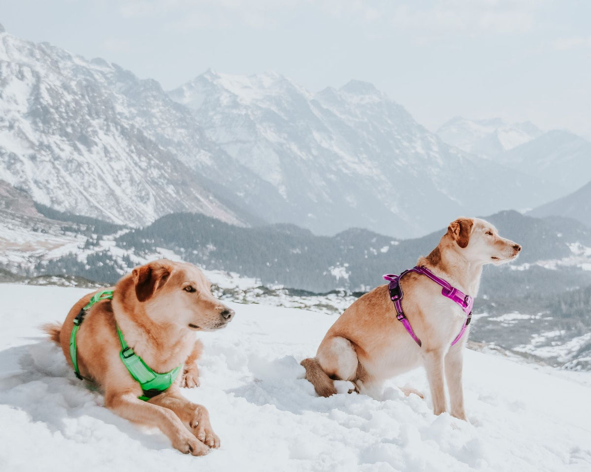 Cómo elegir el arnés perfecto para tu perro
