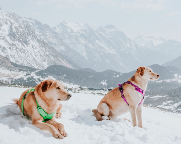 Cómo elegir el arnés perfecto para tu perro
