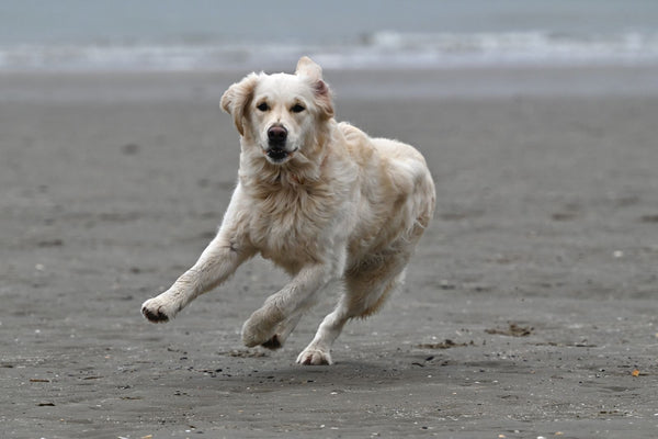 Playas para perros en Barcelona y alrededores: guía 2026