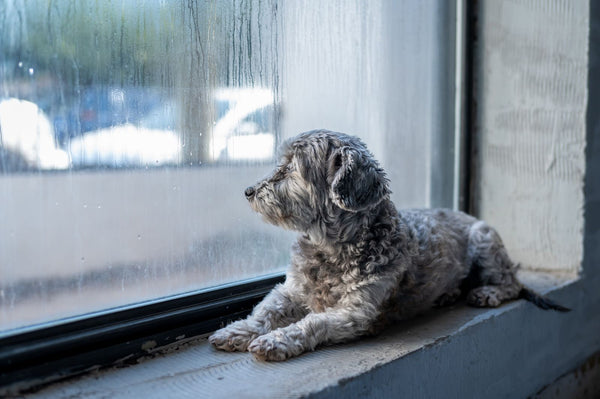 Ansiedad por separación en perros: señales y cómo ayudarle