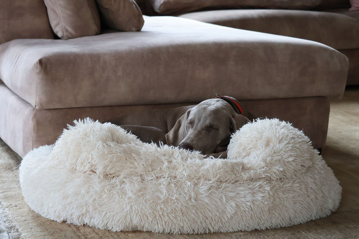 Cómo elegir la cama perfecta para tu perro