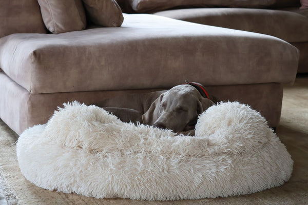 Cómo elegir la cama perfecta para tu perro