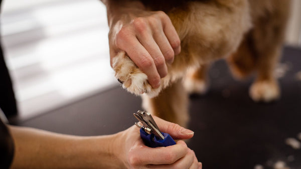 Cómo cortar las uñas a tu perro sin hacerle daño