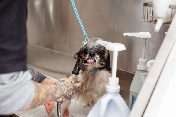 Cómo bañar a tu perro en casa paso a paso