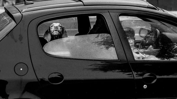 Viajar con tu perro: checklist esencial antes de salir de casa