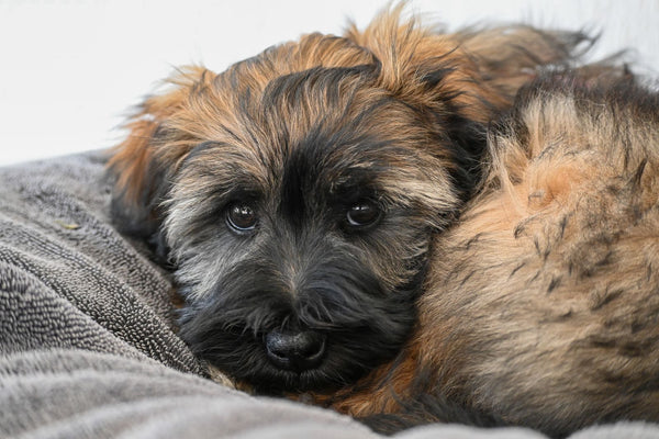Primer perro: todo lo que necesitas antes de que llegue a casa