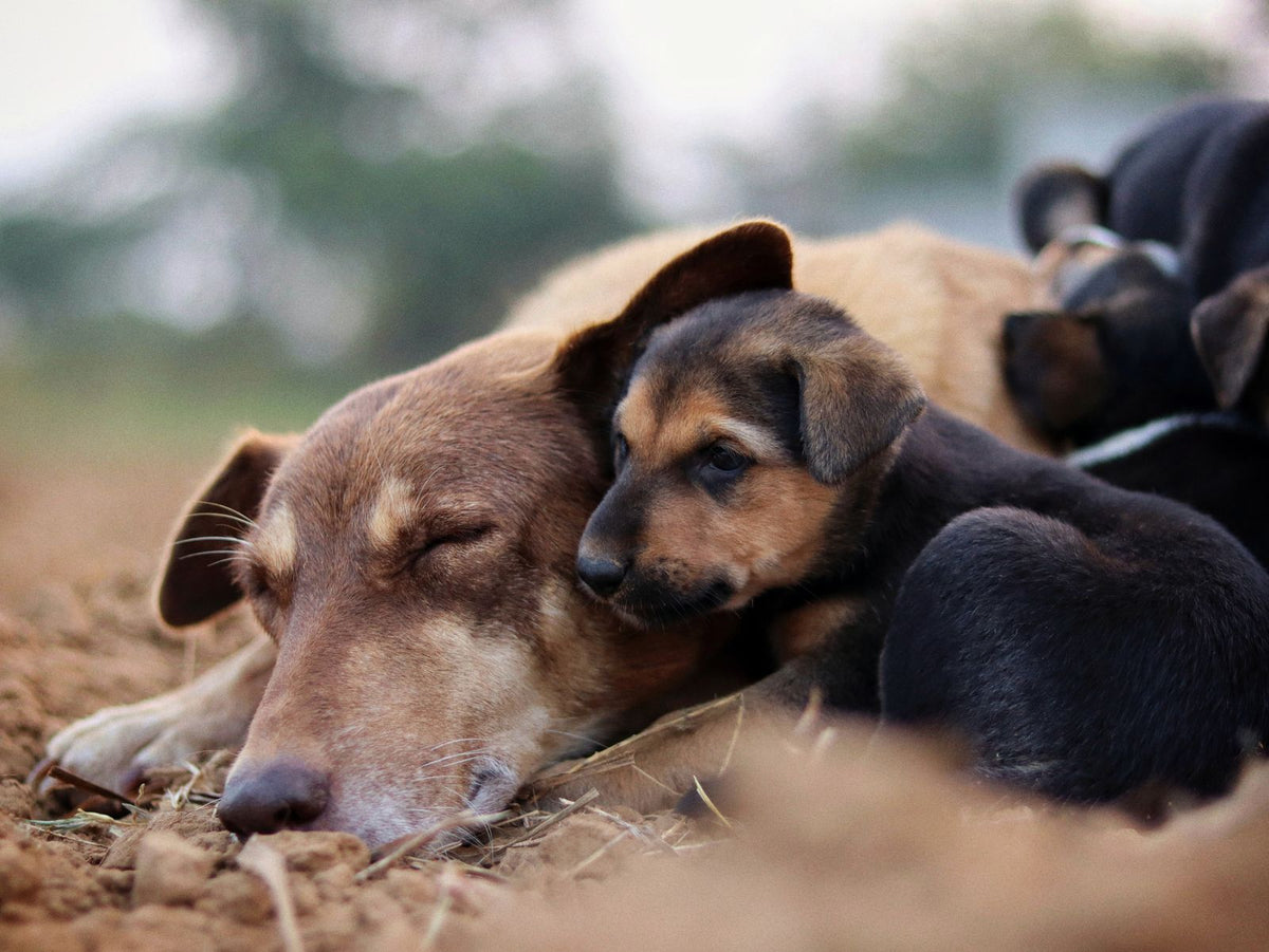 Cachorro, adulto o senior: así cambian las necesidades de tu perro