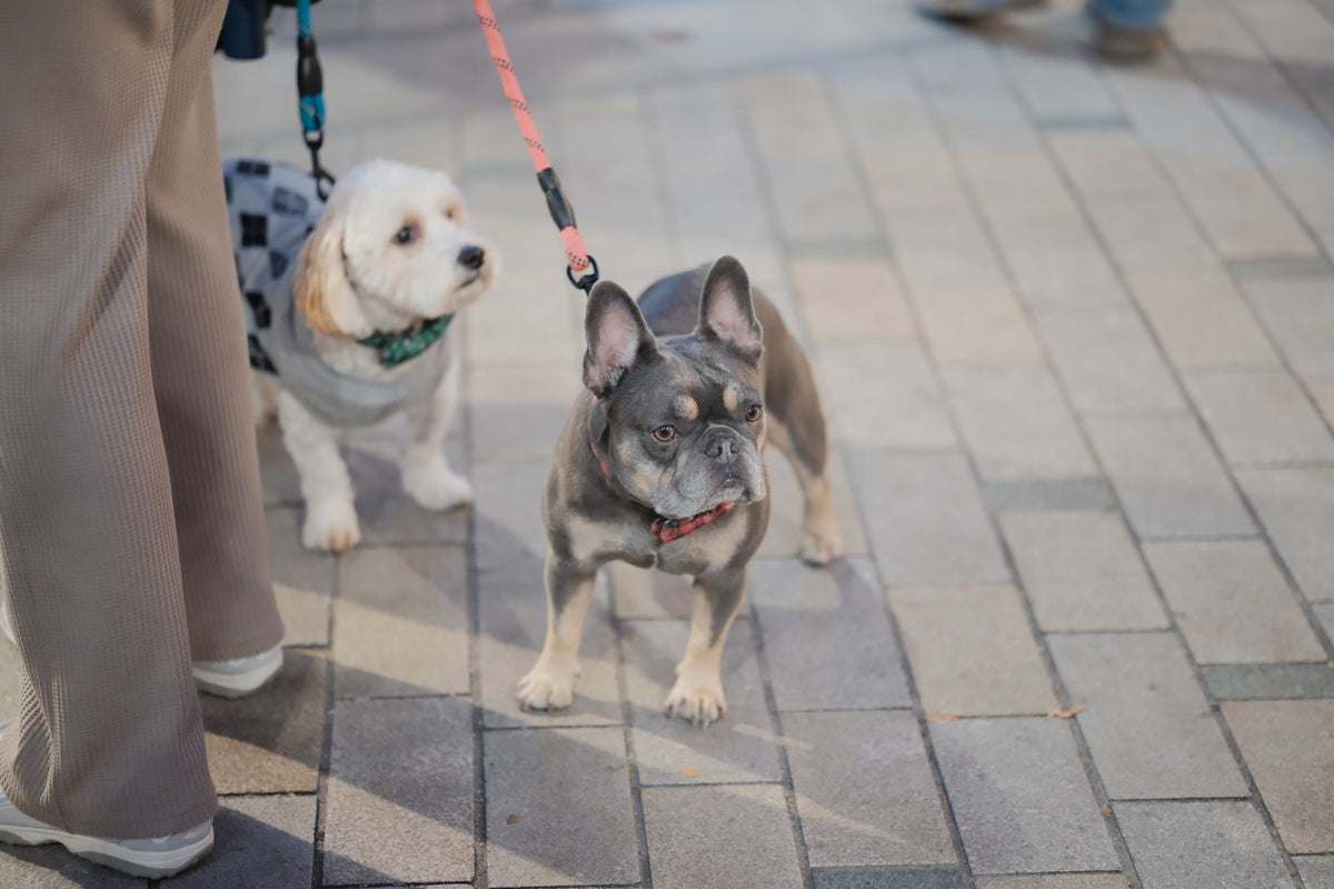 Tipos de correa para perro: ¿fija, extensible o de adiestramiento?