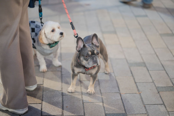 Tipos de correa para perro: ¿fija, extensible o de adiestramiento?
