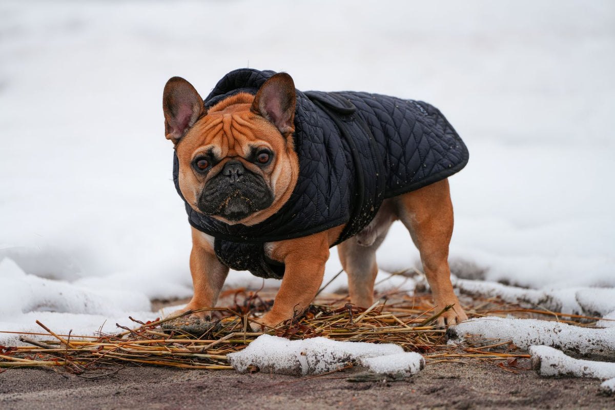 Ropa de abrigo para perros: ¿cuándo es realmente necesaria?