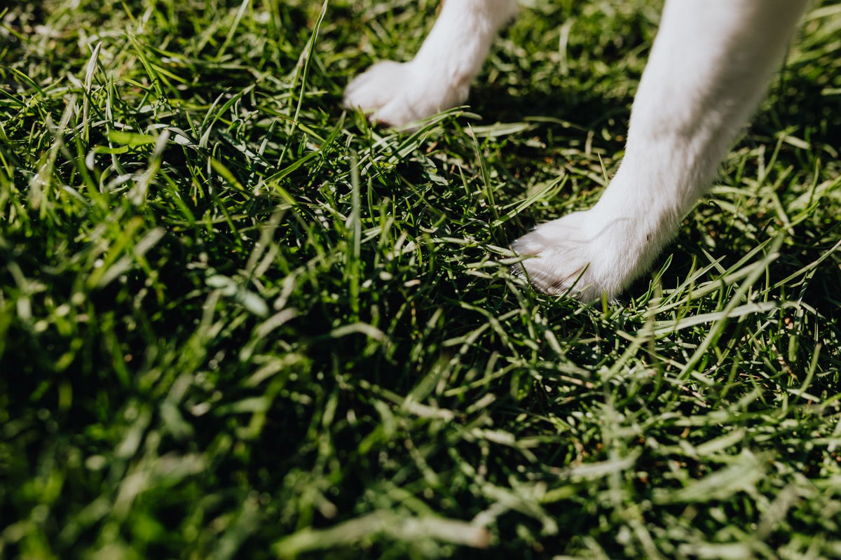Cómo cuidar las almohadillas de tu perro en invierno y en verano