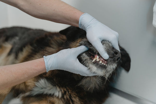 Salud dental canina: señales de que tu perro necesita más cuidado