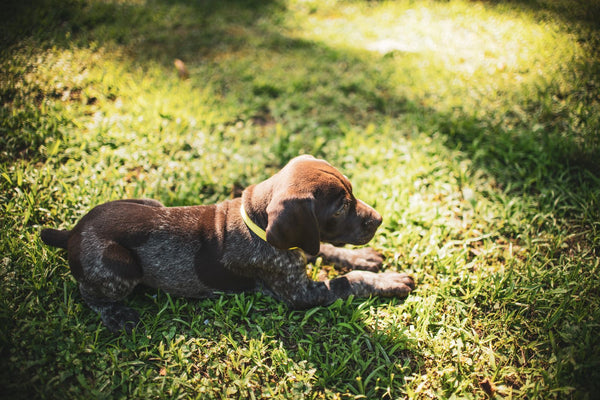Cómo enseñar a tu cachorro a hacer sus necesidades fuera de casa