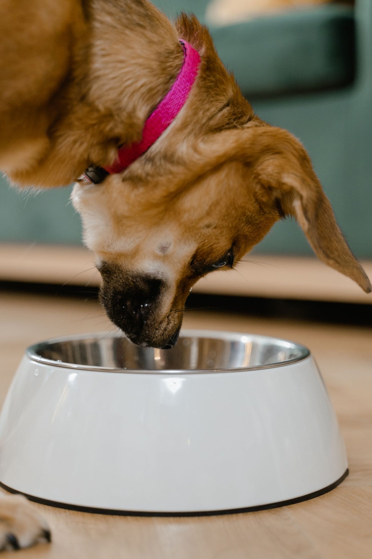 Comedero para perros: acero inoxidable, cerámica o plástico, ¿cuál es mejor?