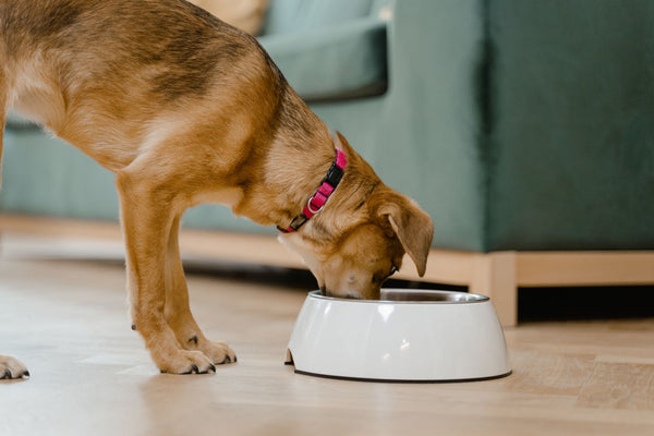 ¿Cuánta comida debe comer mi perro?