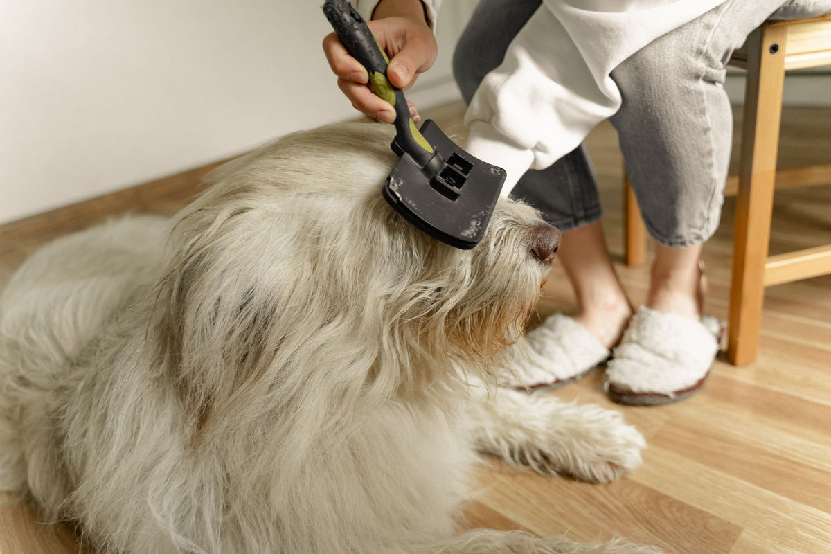 Cómo cepillar a tu perro según su tipo de pelo